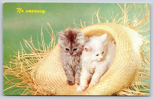 Cats gray white kittens - white, in